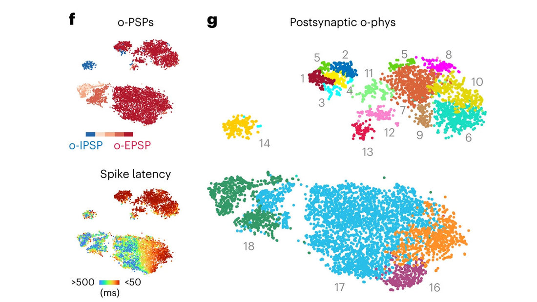 Voltage-Seq: all-optical postsynaptic connectome-guided single-cell transcriptomics